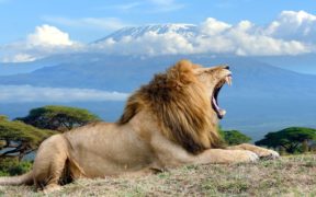 ამბოსელის ეროვნული პარკი - აფრიკა