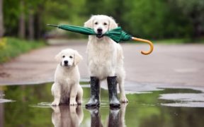 დარია თუ ავდარია - დავაკვირდეთ ცხოველებს