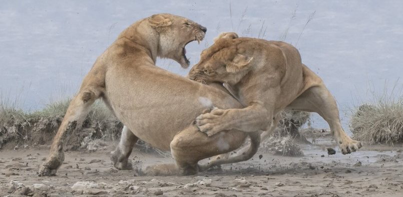 ლომები ორთაბრძოლის დროს - ფოტოკონკურსი