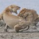 ლომები ორთაბრძოლის დროს - ფოტოკონკურსი