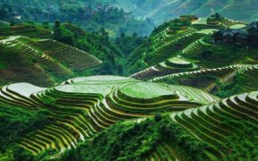 ბანაუს ბრინჯის ტერასები, ფილიპინები