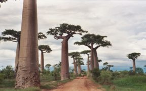 ბაობაბი - ბაობაბების ხეივანი, მადაგასკარი