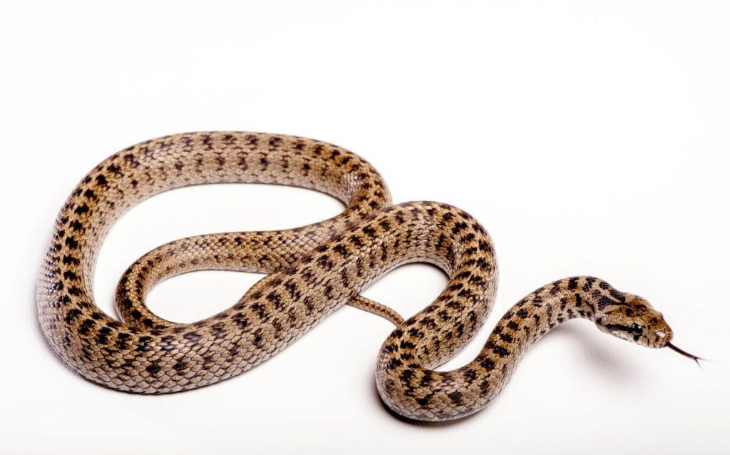 ამიერკავკასიური მცურავი (Transcaucasian Ratsnake) - მეცნიერული სახელწოდება: Zamenis Hohenackeri (გველი)