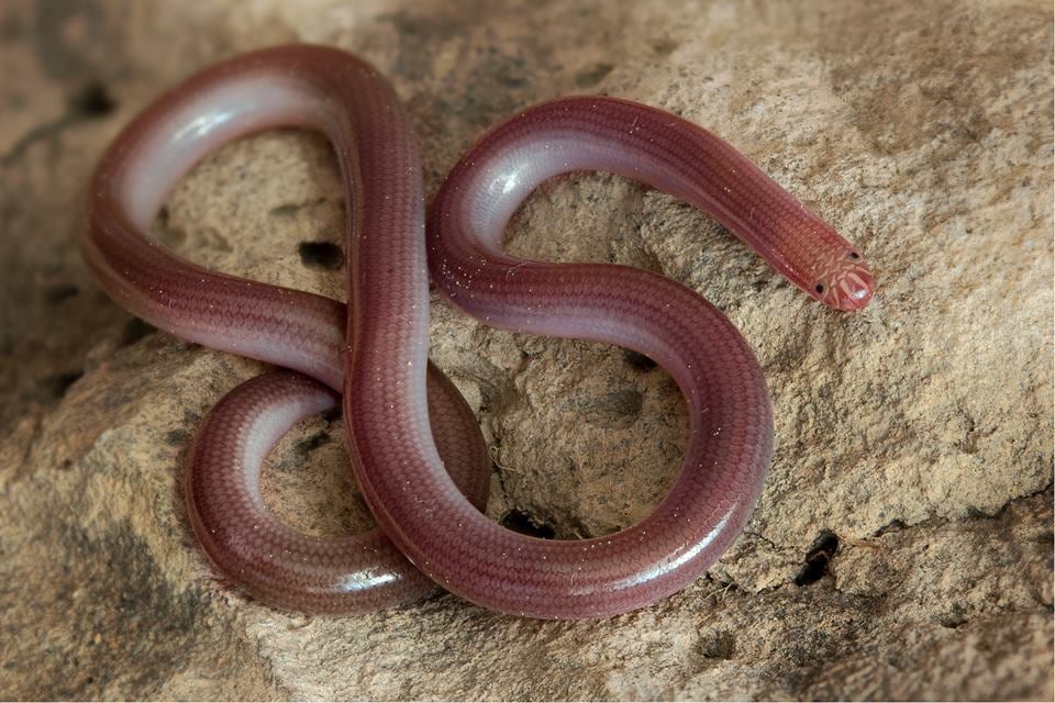 გველბრუცა (Blind Snake) - (გველი)