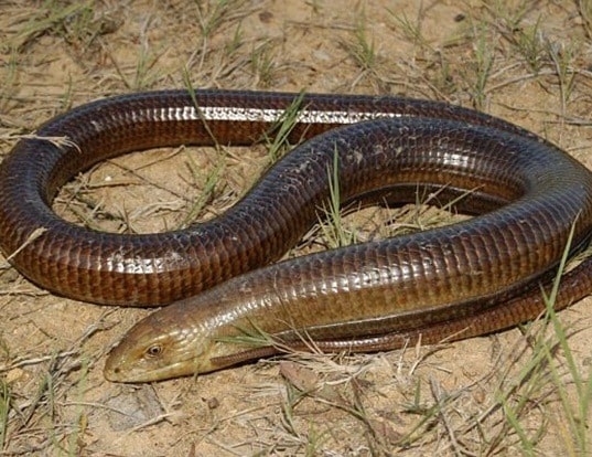 გველხოკერა (European Glass Lizard) - მეცნიერული სახელწოდება: Pseudopus Apodus
