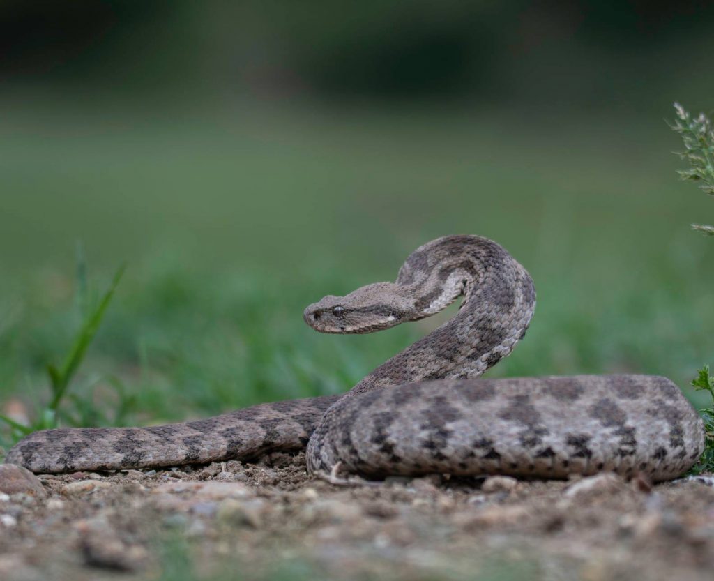 გიურზა (Blunt-Nosed Viper) - მეცნიერული სახელწოდება: Macrovipera Lebetinus - (გველი)