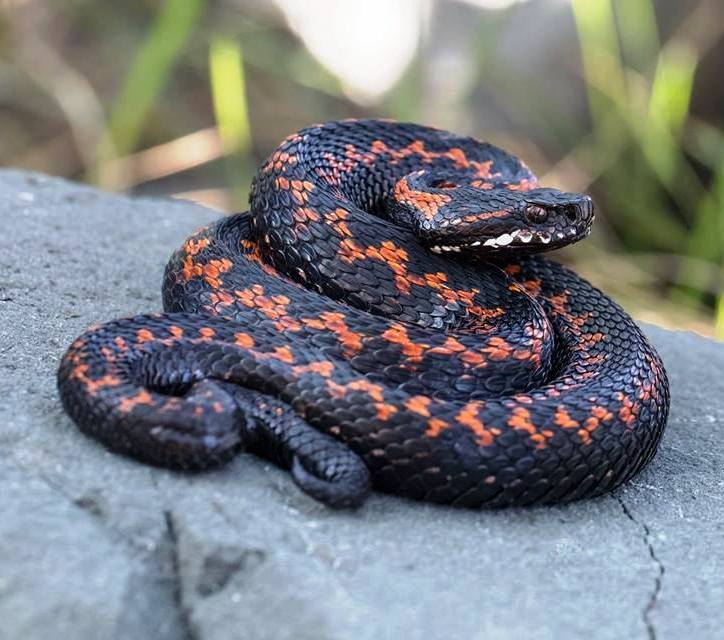 კავკასიური გველგესლა (Caucasian Viper) - მეცნიერული სახელწოდება: Vipera Kaznakovi - (გველი)