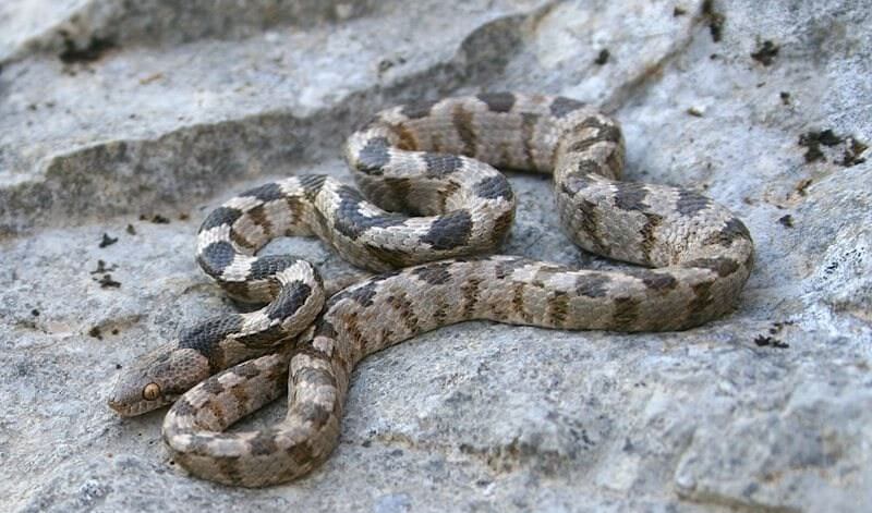 კატისთვალა გველი (European Cat Snake) - მეცნიერული სახელწოდება: Telescopus Fallax