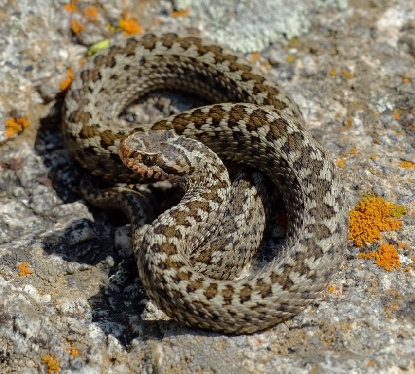 სომხური ველის გველგესლა (Armenian Viper) - მეცნიერული სახელწოდება: Vipera Eriwanensis (გველი)