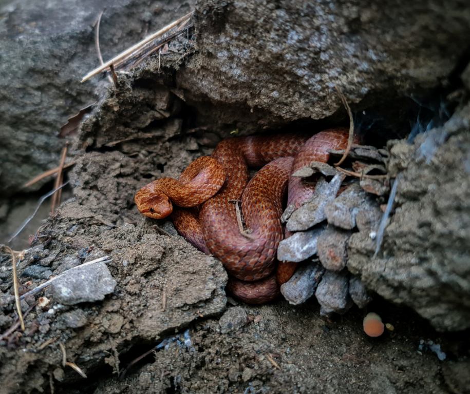 სპილენძა (Smooth Snake) - მეცნიერული სახელწოდება: Coronella Austriaca