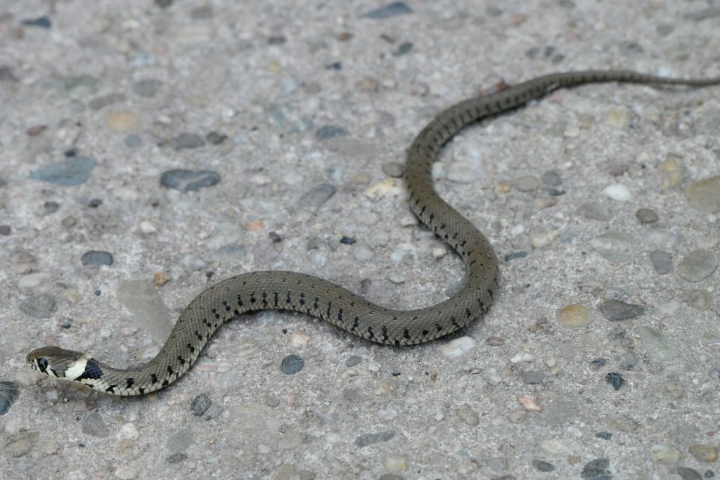 ჩვეულებრივი ანკარა (Grass Snake)