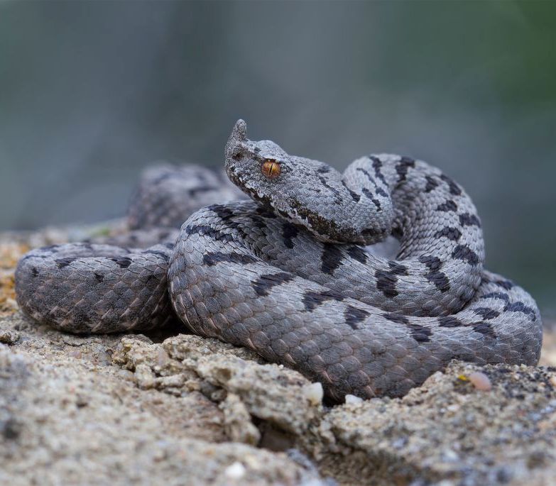 ცხვირრქოსანი გველგესლა (Transcaucasian Long-Nosed Viper) - მეცნიერული სახელწოდება: Vipera Transcaucasiana (გველი)