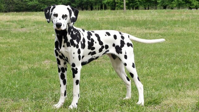 დალმატინელი (Dalmatian) - კომპანიონი - ძაღლის ჯიში