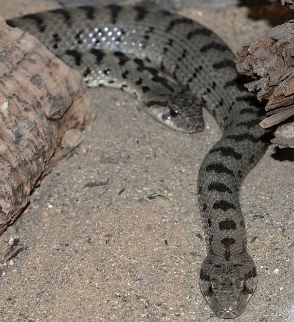 (გველი) - ნაირფერი მცურავი (Spotted Whip Snake) - მეცნიერული სახელწოდება: Hemorrhois Ravergieri