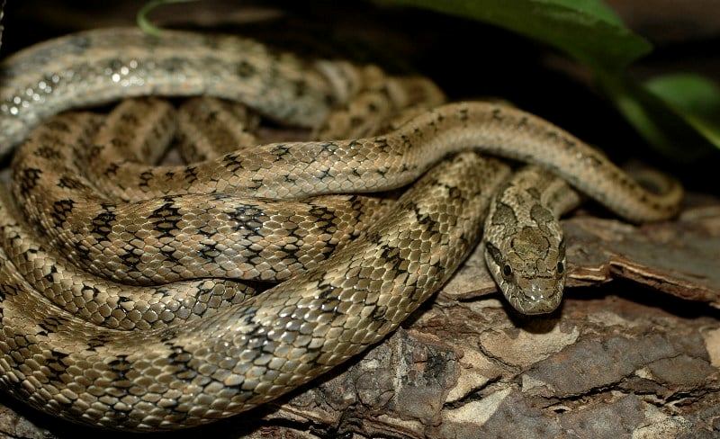 (გველი) - სახეებიანი მცურავი (Steppe Snake) - მეცნიერული სახელწოდება: Elaphe Dione