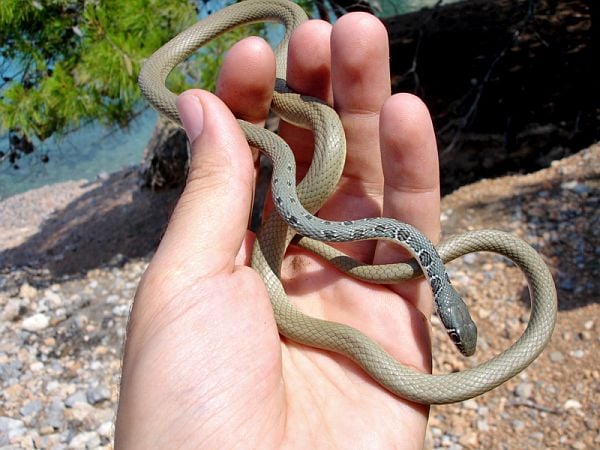 წენგოსფერი მცურავი (Whip Snake) - მეცნიერული სახელწოდება: Platyceps Najadum (გველი)