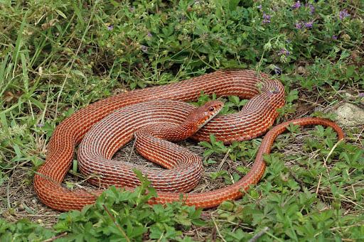 (გველი) - წითელმუცელა მცურავი (Schmidt's Whip snake) - მეცნიერული სახელწოდება: Dolichophis Schmidti