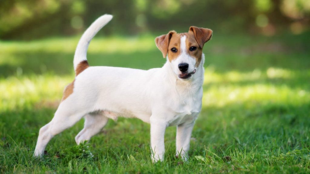 ჯეკ-რასელ-ტერიერი (Jack Russell Terrier) - ტერიერი.