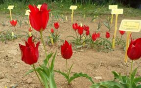 ეიხლერის ტიტა (წითელი ტიტა) - (tulipa eichleri regel)