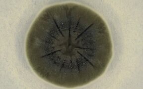 ჩერნობილში აღმოჩენილმა სოკომ მუტაცია განიცადა და ბირთვული რადიაცია მოიხმარა