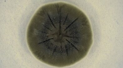 ჩერნობილში აღმოჩენილმა სოკომ მუტაცია განიცადა და ბირთვული რადიაცია მოიხმარა