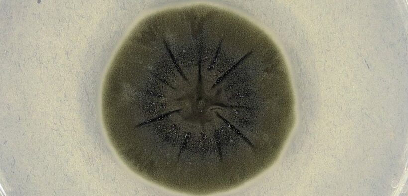 ჩერნობილში აღმოჩენილმა სოკომ მუტაცია განიცადა და ბირთვული რადიაცია მოიხმარა