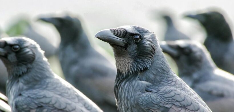 ყვავების ინტელექტი და სოციალური სტრატეგია: ჯონ მარზლაფის ექსპერიმენტი